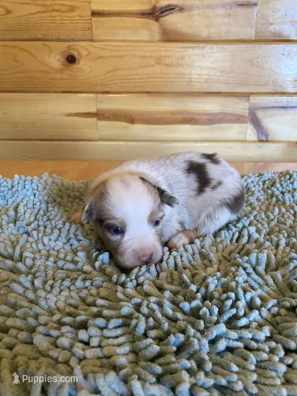 Coral – Miniature Australian Shepherd puppy for sale in Etna, WY