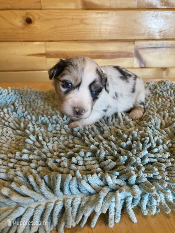 Pebbles – Miniature Australian Shepherd puppy for sale in Etna, WY