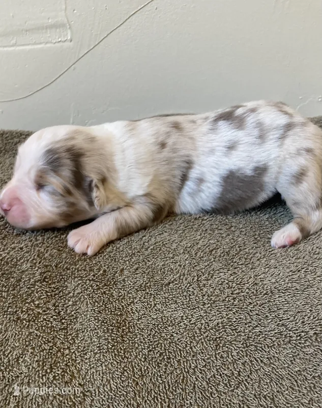 Luna – Miniature Australian Shepherd puppy for sale in Etna, WY