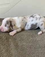 Luna, a female Miniature Australian Shepherd for sale in Etna, WY – 1 of 3