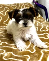Tunde , a male Yorkshire Terrier for sale in Roseville, CA – 8 of 8