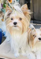 Abeni , a female Yorkshire Terrier for sale in Roseville, CA – 8 of 8