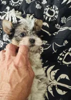 puppy 2( SOLD), a male Yorkshire Terrier for sale in Roseville, CA – Photo 2 of 6
