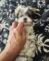 puppy 2( SOLD), a male Yorkshire Terrier for sale in Roseville, CA – Photo 1 of 6