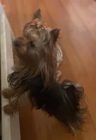 puppy 2( SOLD), a male Yorkshire Terrier for sale in Roseville, CA – Photo 3 of 6