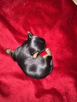 Neka , a female Yorkshire Terrier for sale in Roseville, CA – 2 of 10