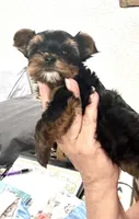 Mamandi , a female Yorkshire Terrier for sale in Roseville, CA – 7 of 9