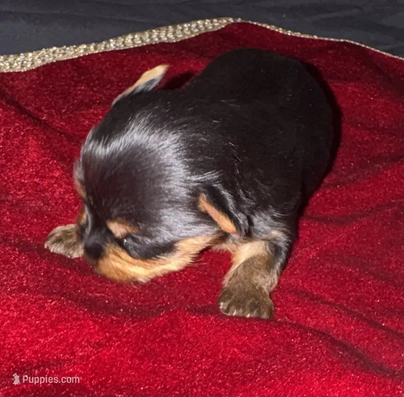Neka  – Yorkshire Terrier puppy for sale in Roseville, CA