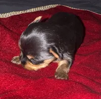 Neka , a female Yorkshire Terrier for sale in Roseville, CA – 1 of 10