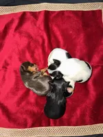 Abeni , a female Yorkshire Terrier for sale in Roseville, CA – 9 of 10