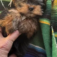 Amayas tiny boy (undocked), a male Yorkshire Terrier for sale in Roseville, CA – Photo 3 of 6