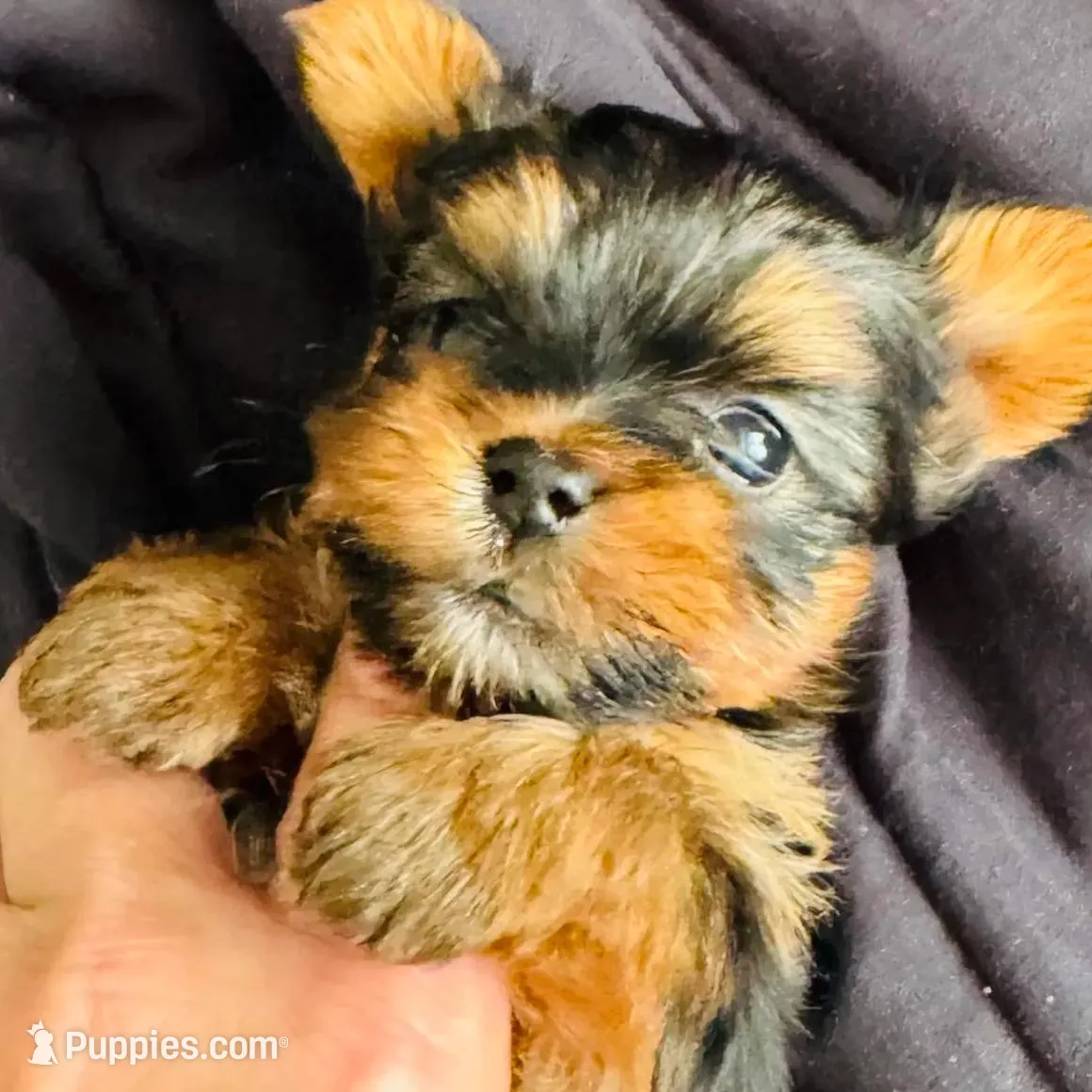 Amayas tiny boy (undocked), a male Yorkshire Terrier for sale in Roseville, CA – Photo 3 of 3