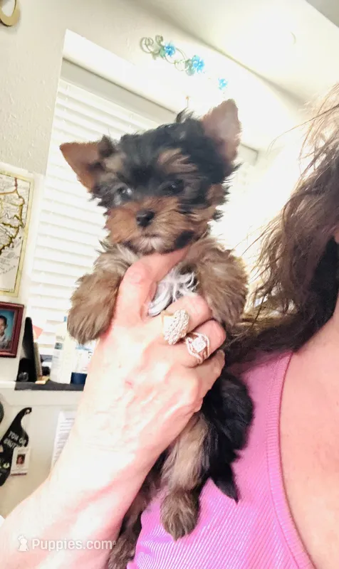 Amayas tiny boy (undocked) – Yorkshire Terrier puppy for sale in Roseville, CA