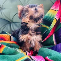 Amayas tiny boy (undocked), a male Yorkshire Terrier for sale in Roseville, CA – Photo 6 of 6