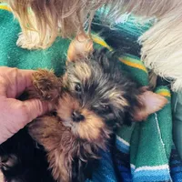 Amayas tiny boy (undocked), a male Yorkshire Terrier for sale in Roseville, CA – Photo 5 of 6