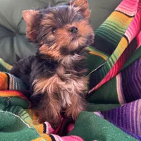Amayas tiny boy (undocked), a male Yorkshire Terrier for sale in Roseville, CA – Photo 4 of 6