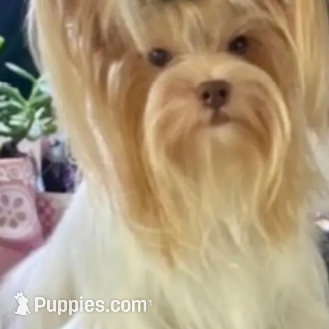 Amayas tiny boy (undocked), a male Yorkshire Terrier for sale in Roseville, CA – Photo 2 of 3