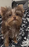 Ivys chocolate gal UNDOCKED , a female Yorkshire Terrier for sale in Roseville, CA – 9 of 10