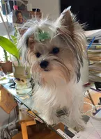 Parti boy , a male Yorkshire Terrier for sale in Roseville, CA – 3 of 3