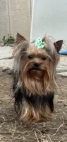 Ivys chocolate gal UNDOCKED , a female Yorkshire Terrier for sale in Roseville, CA – 8 of 9