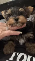 Machiavelli, a male Yorkshire Terrier for sale in Roseville, CA – Photo 10 of 10