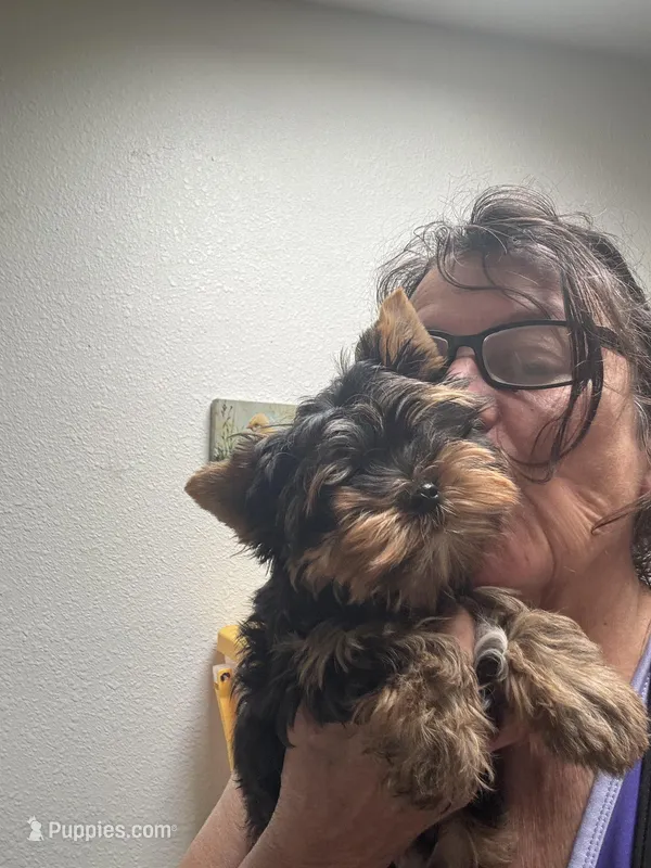 Machiavelli – Yorkshire Terrier puppy for sale in Roseville, CA
