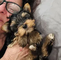 Machiavelli, a male Yorkshire Terrier for sale in Roseville, CA – Photo 9 of 10