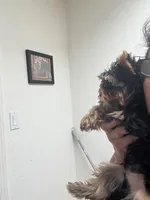 Machiavelli, a male Yorkshire Terrier for sale in Roseville, CA – Photo 4 of 10