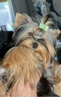 Machiavelli, a male Yorkshire Terrier for sale in Roseville, CA – Photo 8 of 10