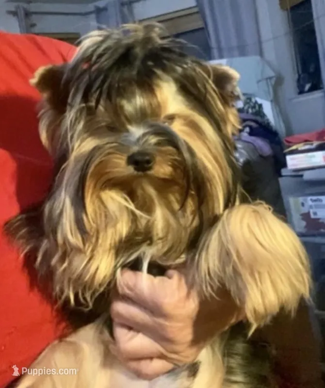 Machiavelli – Yorkshire Terrier puppy for sale in Roseville, CA