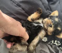 Machiavelli, a male Yorkshire Terrier for sale in Roseville, CA – Photo 6 of 10