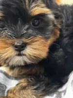 Mamandi SOLD , a female Yorkshire Terrier for sale in Roseville, CA – 10 of 10