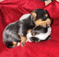Neka , a female Yorkshire Terrier for sale in Roseville, CA – 4 of 10