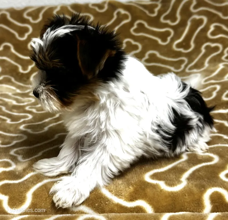Abeni  – Yorkshire Terrier puppy for sale in Roseville, CA