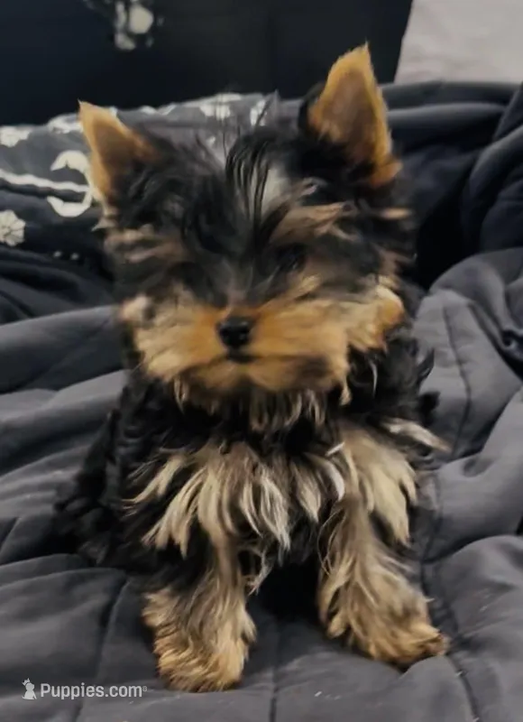 Dee Dee’s daughter  – Yorkshire Terrier puppy for sale in Roseville, CA