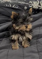 Dee Dee’s daughter , a female Yorkshire Terrier for sale in Roseville, CA – Photo 3 of 3