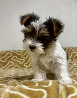 Abeni , a female Yorkshire Terrier for sale in Roseville, CA – 2 of 8