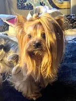Mamandi , a female Yorkshire Terrier for sale in Roseville, CA – 6 of 9