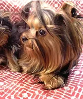Hannahs boy (undocked), a male Yorkshire Terrier for sale in Roseville, CA – Photo 10 of 10