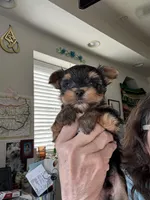 Hannahs boy (undocked), a male Yorkshire Terrier for sale in Roseville, CA – Photo 7 of 10