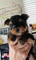 Hannahs boy (undocked), a male Yorkshire Terrier for sale in Roseville, CA – Photo 6 of 10