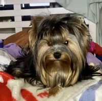 Hannahs boy (undocked), a male Yorkshire Terrier for sale in Roseville, CA – Photo 3 of 10