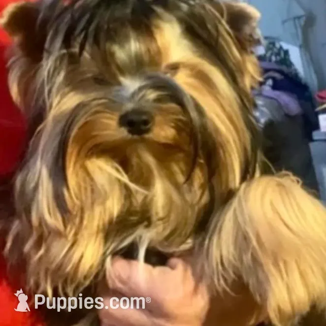 Hannahs boy (undocked), a male Yorkshire Terrier for sale in Roseville, CA – Photo 2 of 10