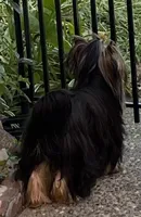 Hannahs boy (undocked), a male Yorkshire Terrier for sale in Roseville, CA – Photo 9 of 10