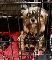Hannahs boy (undocked), a male Yorkshire Terrier for sale in Roseville, CA – Photo 8 of 10