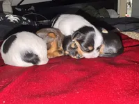 Abeni , a female Yorkshire Terrier for sale in Roseville, CA – 7 of 10