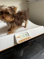 Ivys chocolate gal UNDOCKED , a female Yorkshire Terrier for sale in Roseville, CA – 5 of 10