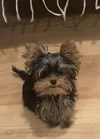Parti boy , a male Yorkshire Terrier for sale in Roseville, CA – 2 of 3