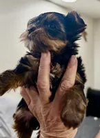 Mamandi , a female Yorkshire Terrier for sale in Roseville, CA – 9 of 9