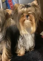 pup 1(sold), a male Yorkshire Terrier for sale in Roseville, CA – Photo 4 of 4